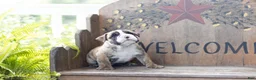 English Bulldog dogs for sale: English Bulldog 1 - Ad 1
