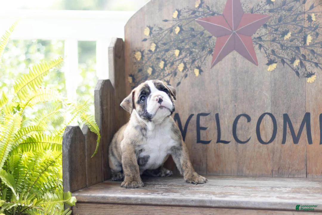 English Bulldog dogs for sale: English Bulldog 1 - Ad 1