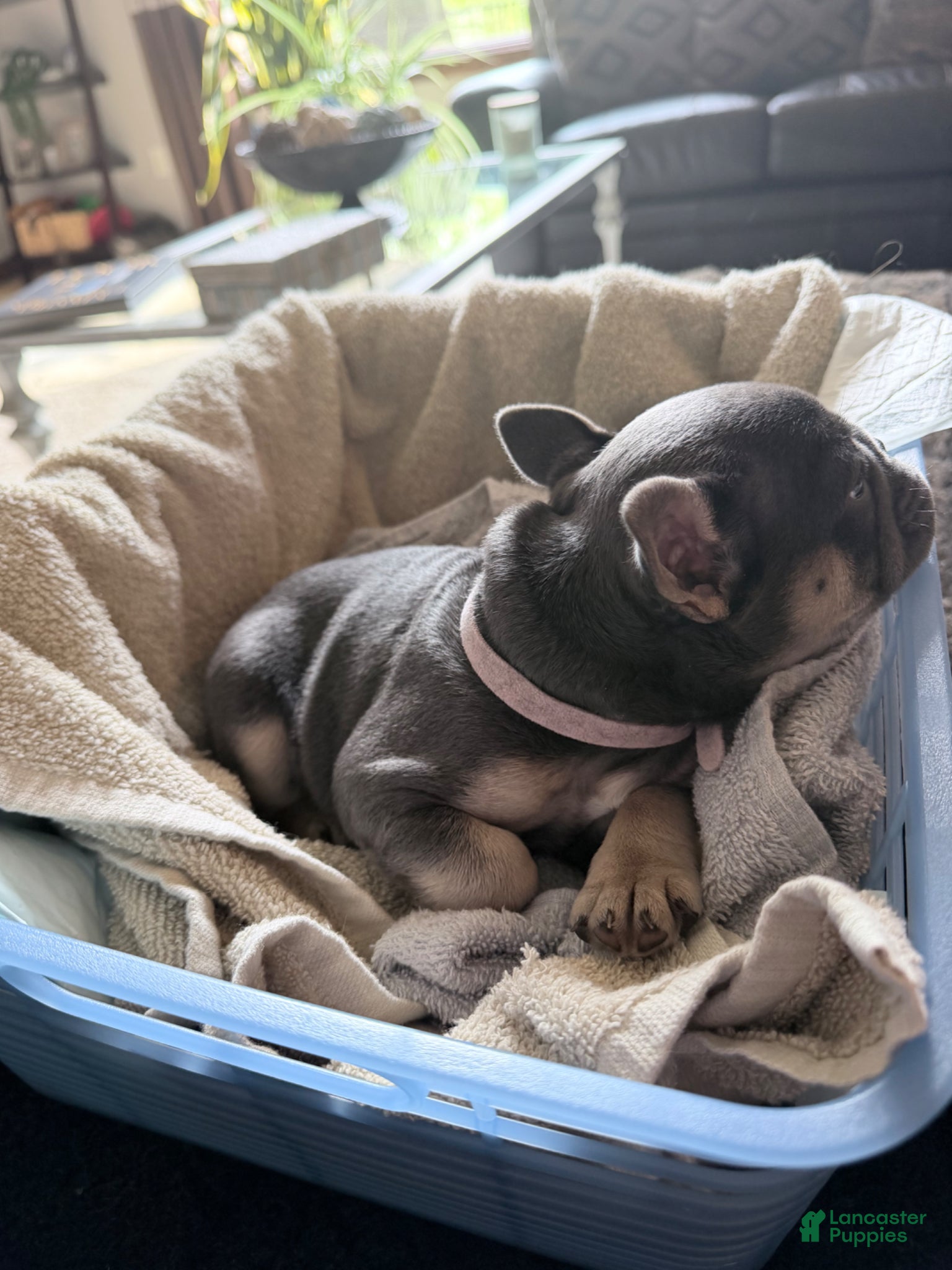 French Bulldog dogs for sale: French Bulldog Female AKC - Ad 9