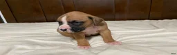 Boxer dogs for sale: Milo - Ad 15