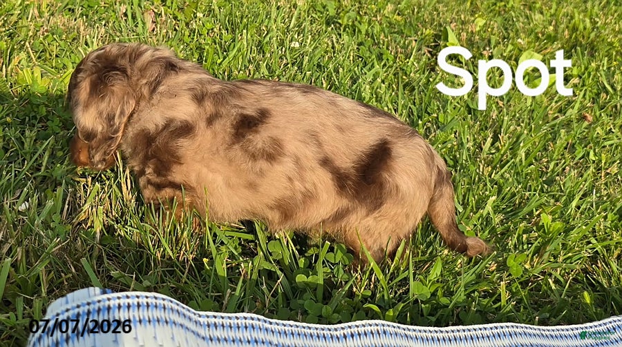Dachshund dogs Spot - Ad 2