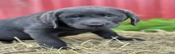Labrador Retriever dogs for sale: Trina - Ad 2