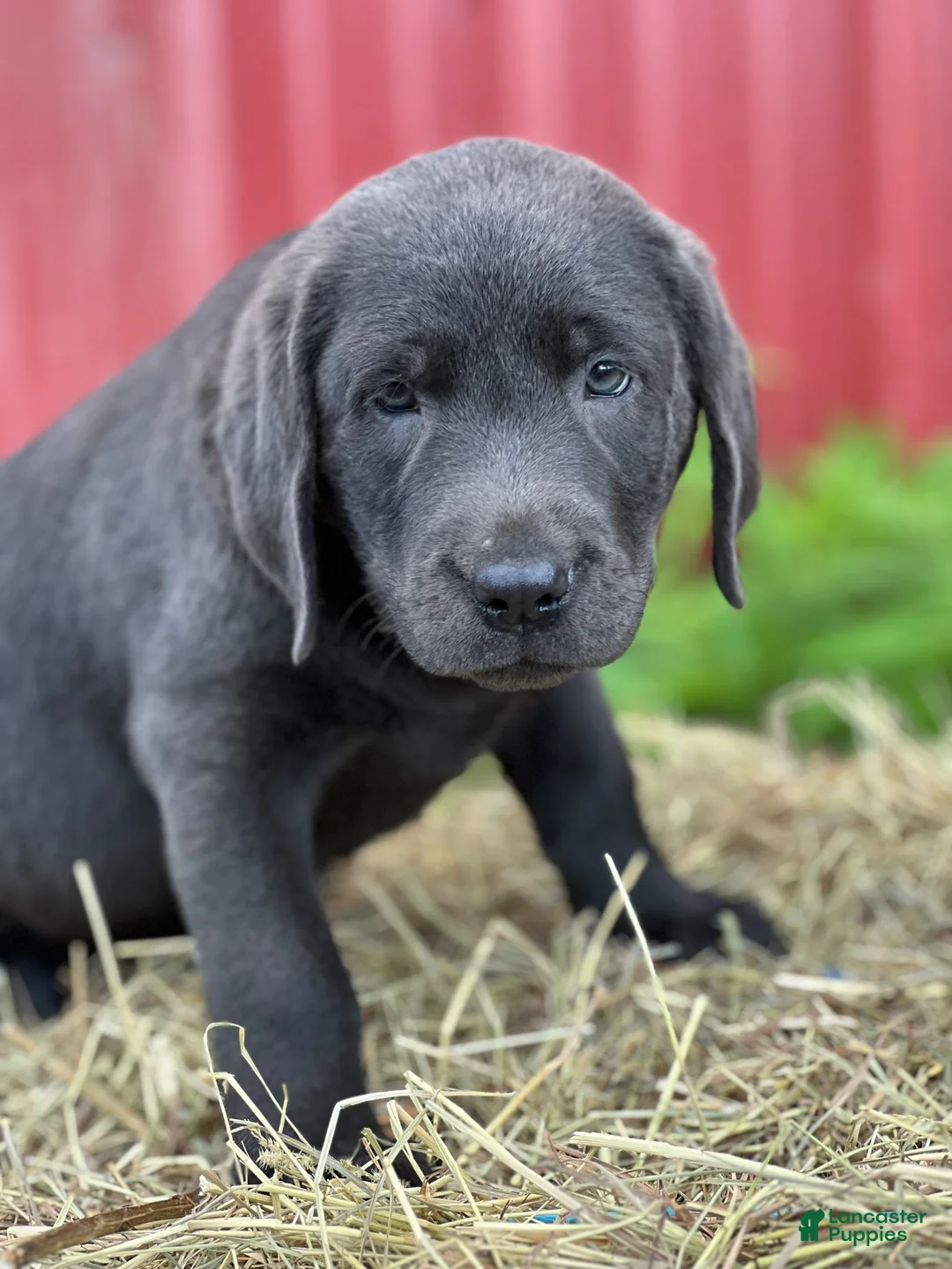 Labrador Retriever dogs for sale: Trina - Ad 2