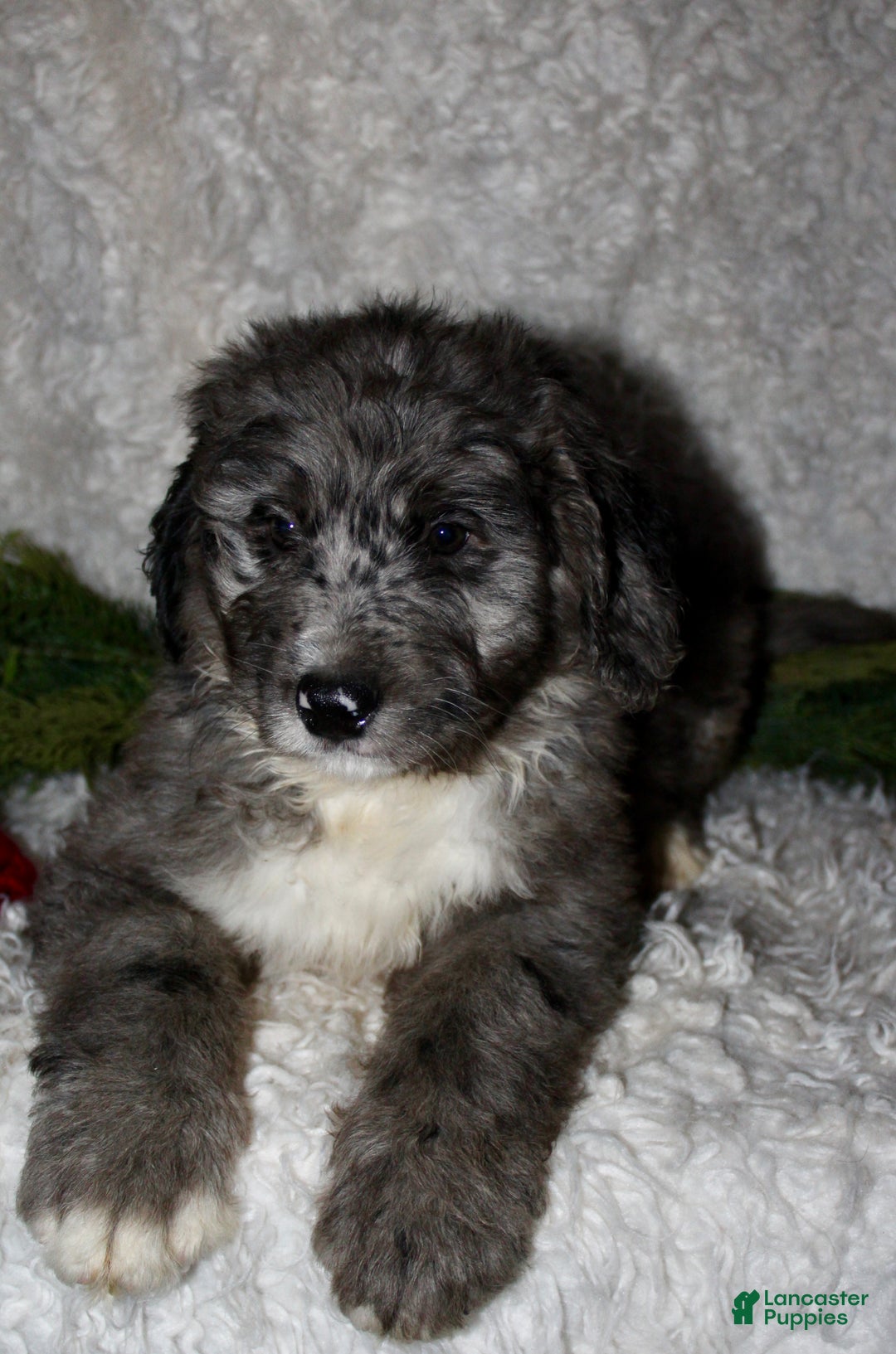Bernedoodle dogs for sale: Cody - Ad 4