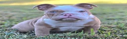 English Bulldog dogs for sale: 🌙🩵Moonpie🩵🌙 - Ad 1