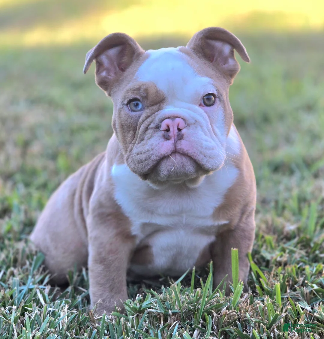 English Bulldog dogs for sale: 🌙🩵Moonpie🩵🌙 - Ad 1