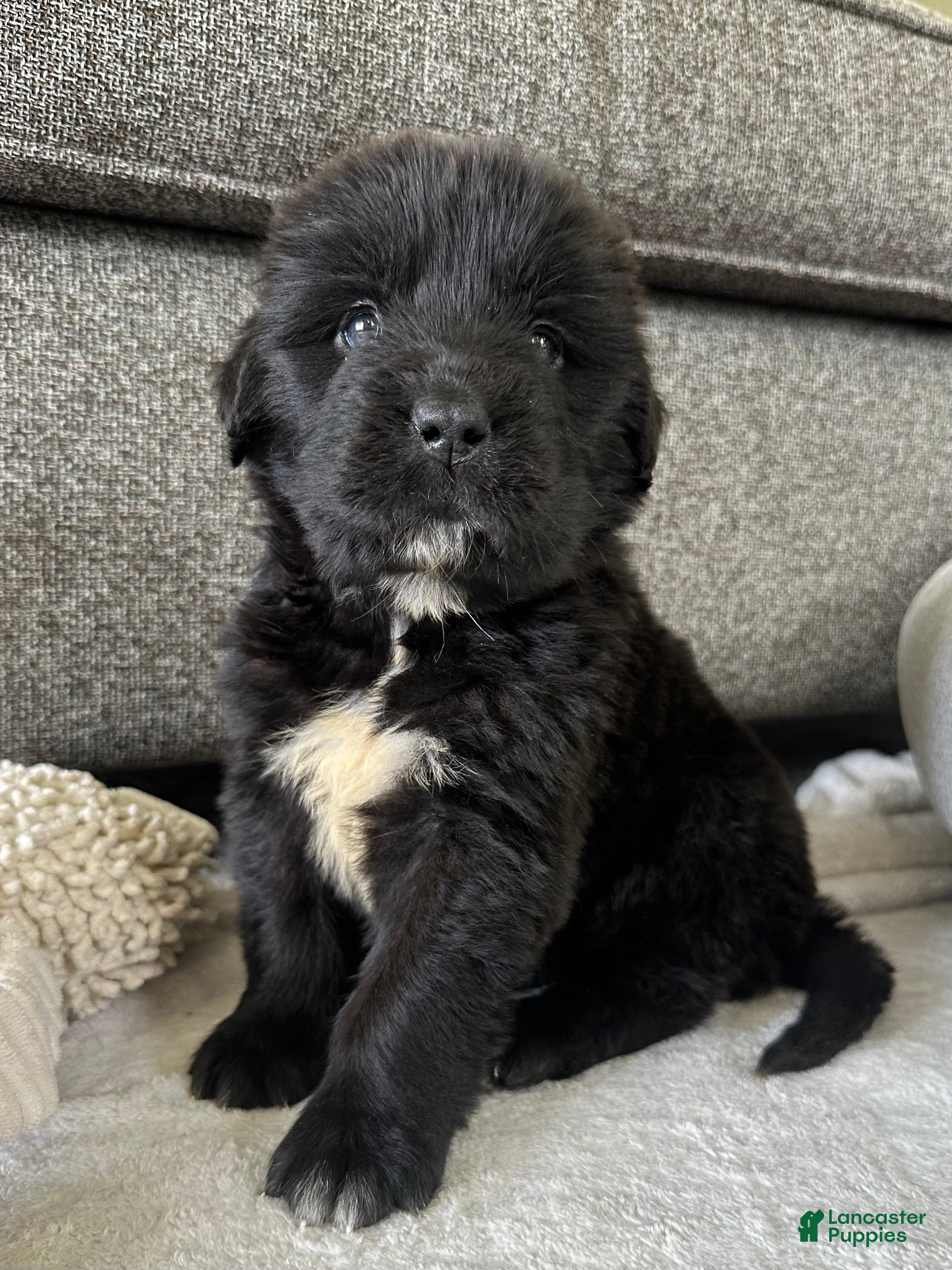 Newfoundland dogs for sale: “ Peeta” OFA, CH, AKC,  - Ad 3
