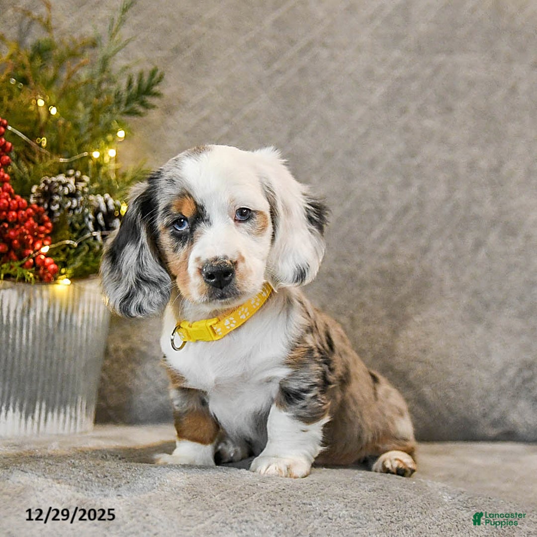 Dachshund dogs for sale: Taffy - Ad 2