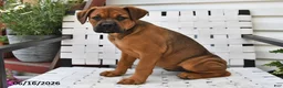 Mixed Breed dogs for sale: Lacy - Ad 3