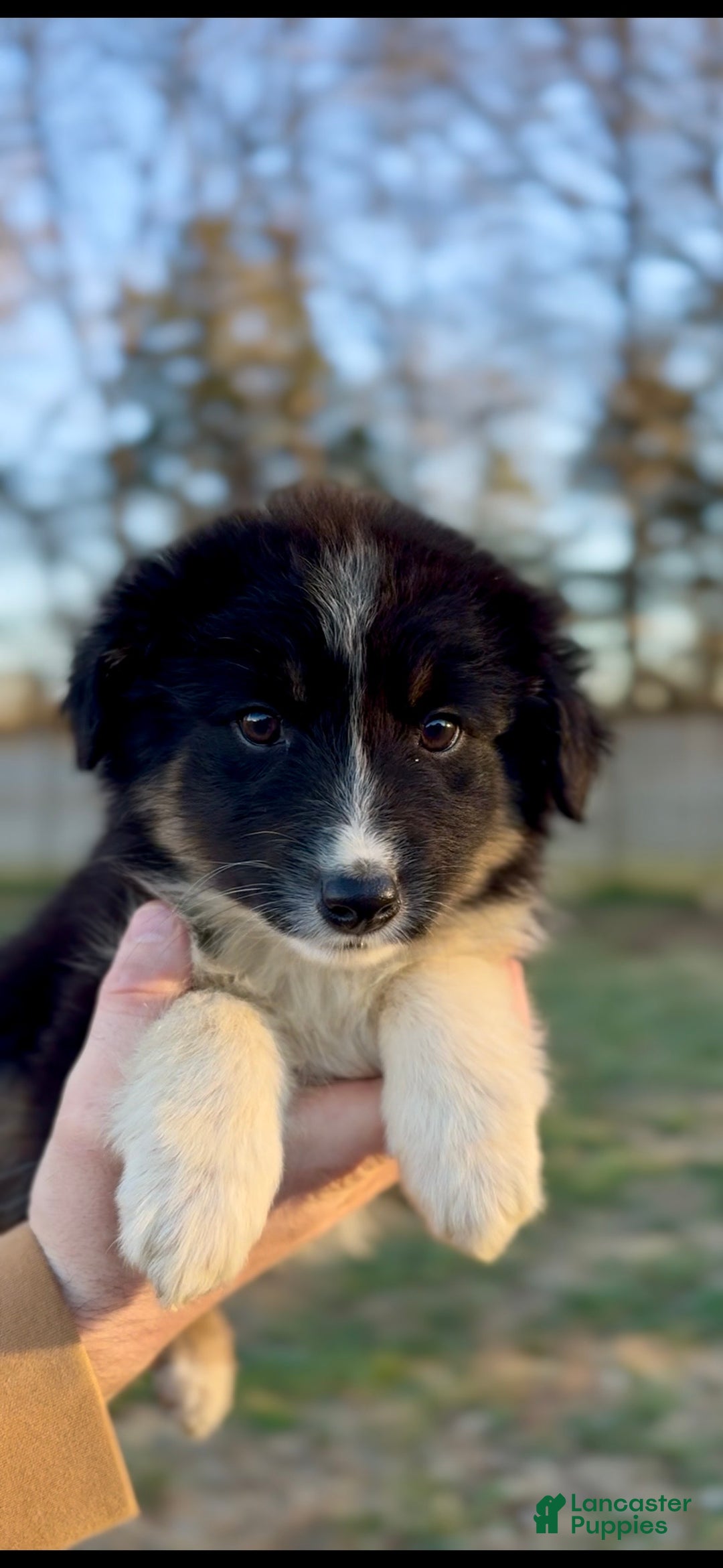 Miniature Australian Shepherd dogs for sale: Odin - Ad 2