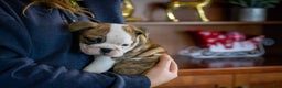 English Bulldog dogs for sale: Charlie  - Ad 7