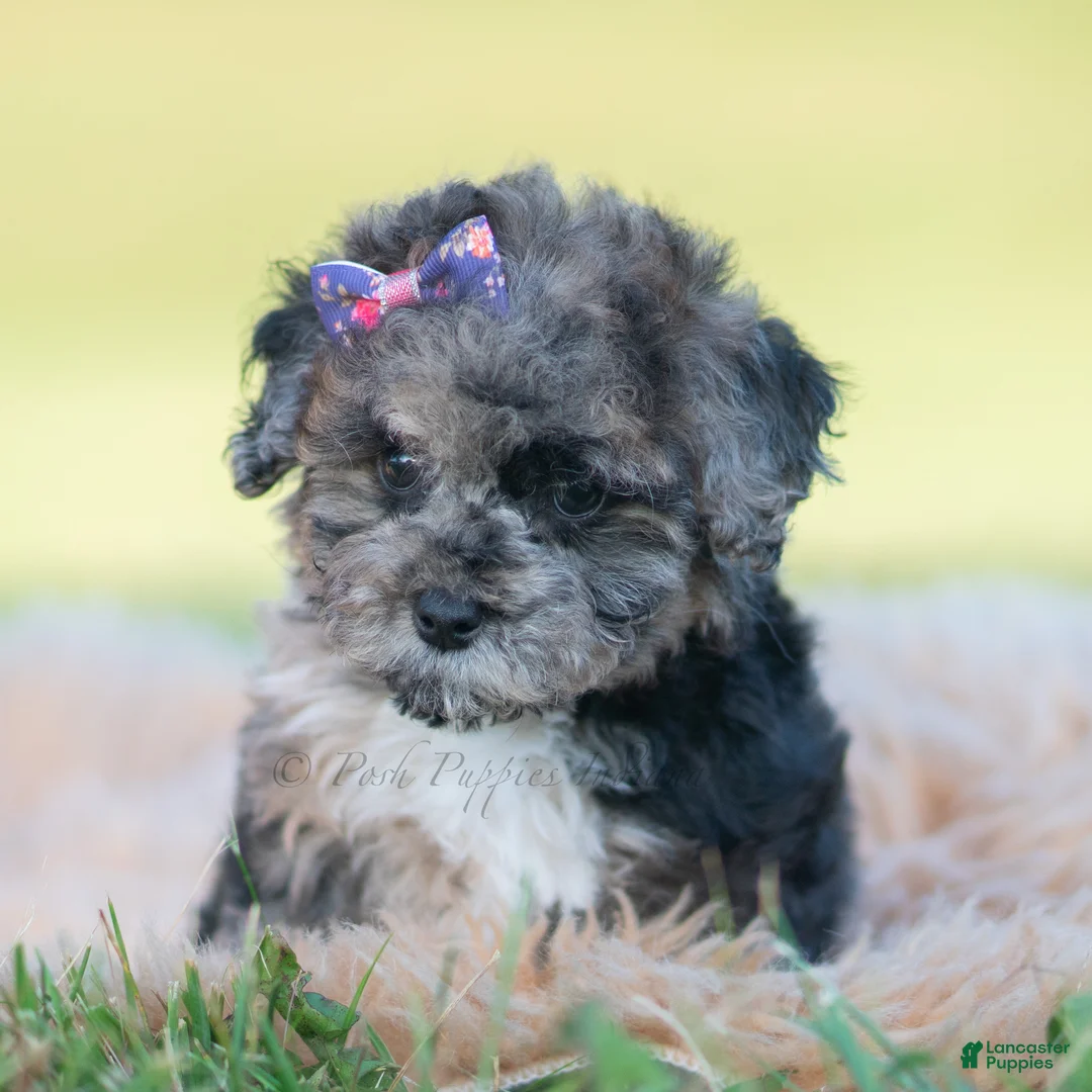 Toy Poodle dogs for sale: Ore fluff - Ad 2