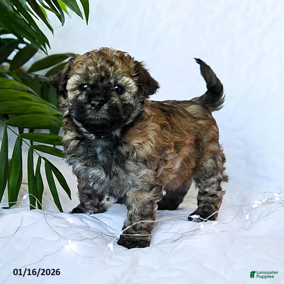 Mixed Breed dogs for sale: Cocoa - Ad 1