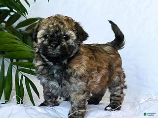 Mixed Breed dogs Cocoa - Ad 35