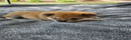 Shiba Inu dogs for sale: Glory - Ad 4