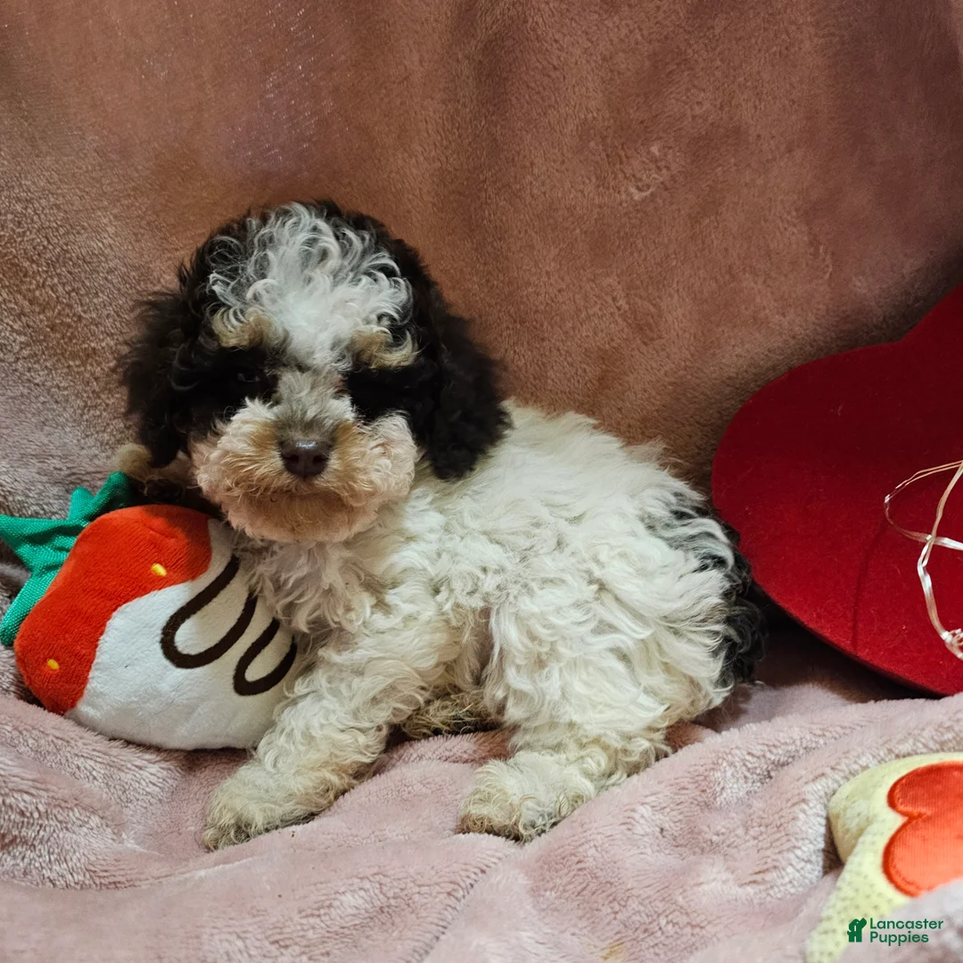 Cockapoo dogs for sale: Twinkle - Ad 2