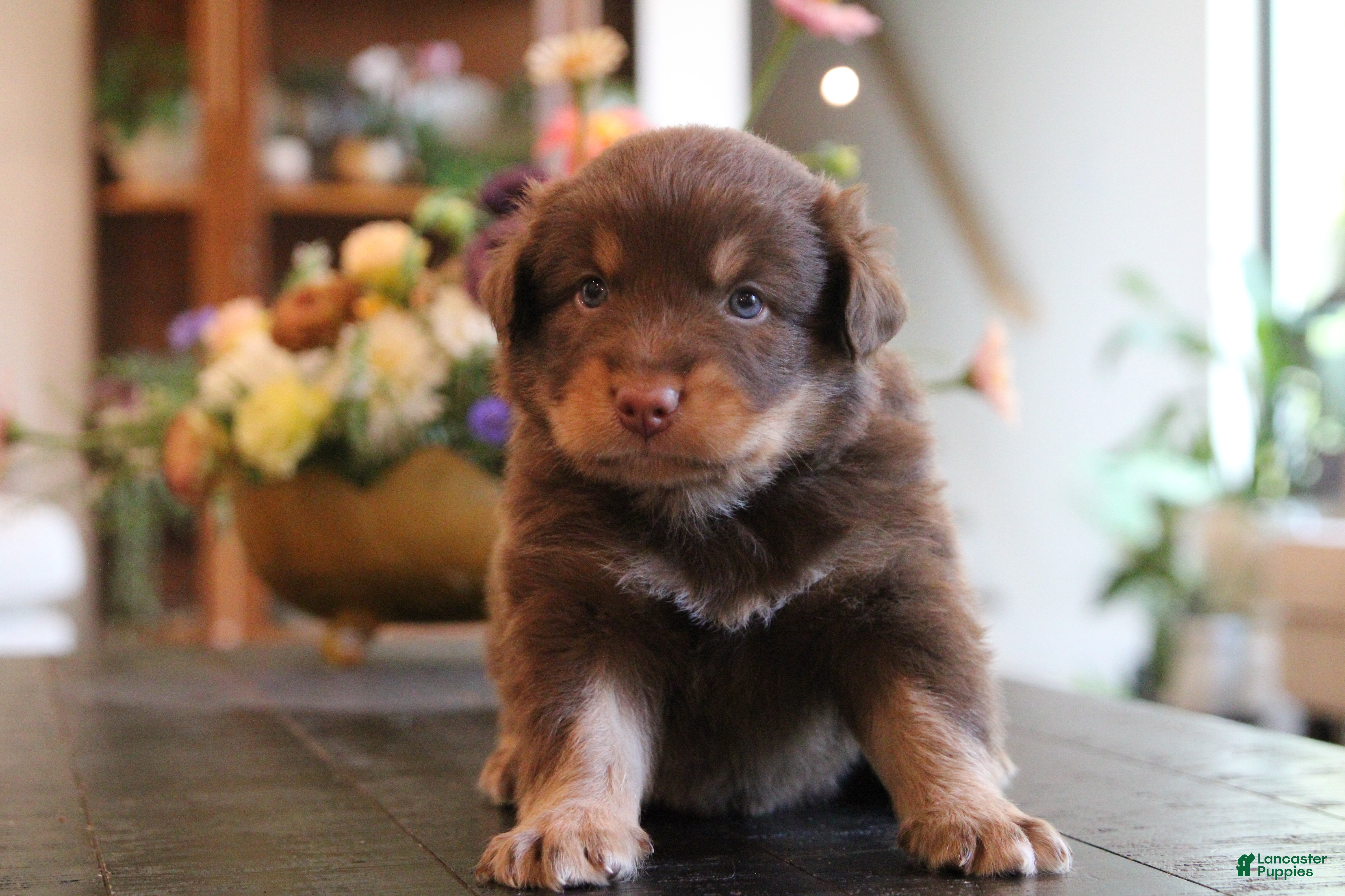 Australian Shepherd dogs clyde - Ad 1