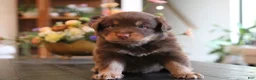 Australian Shepherd dogs for sale: diggory - Ad 9