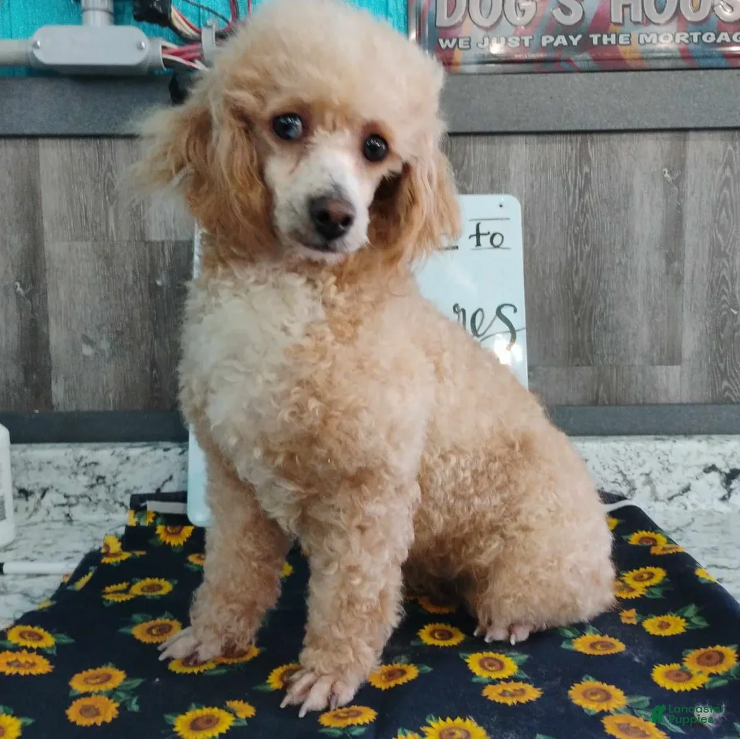 Standard Poodle dogs for sale: Chloe - Ad 5