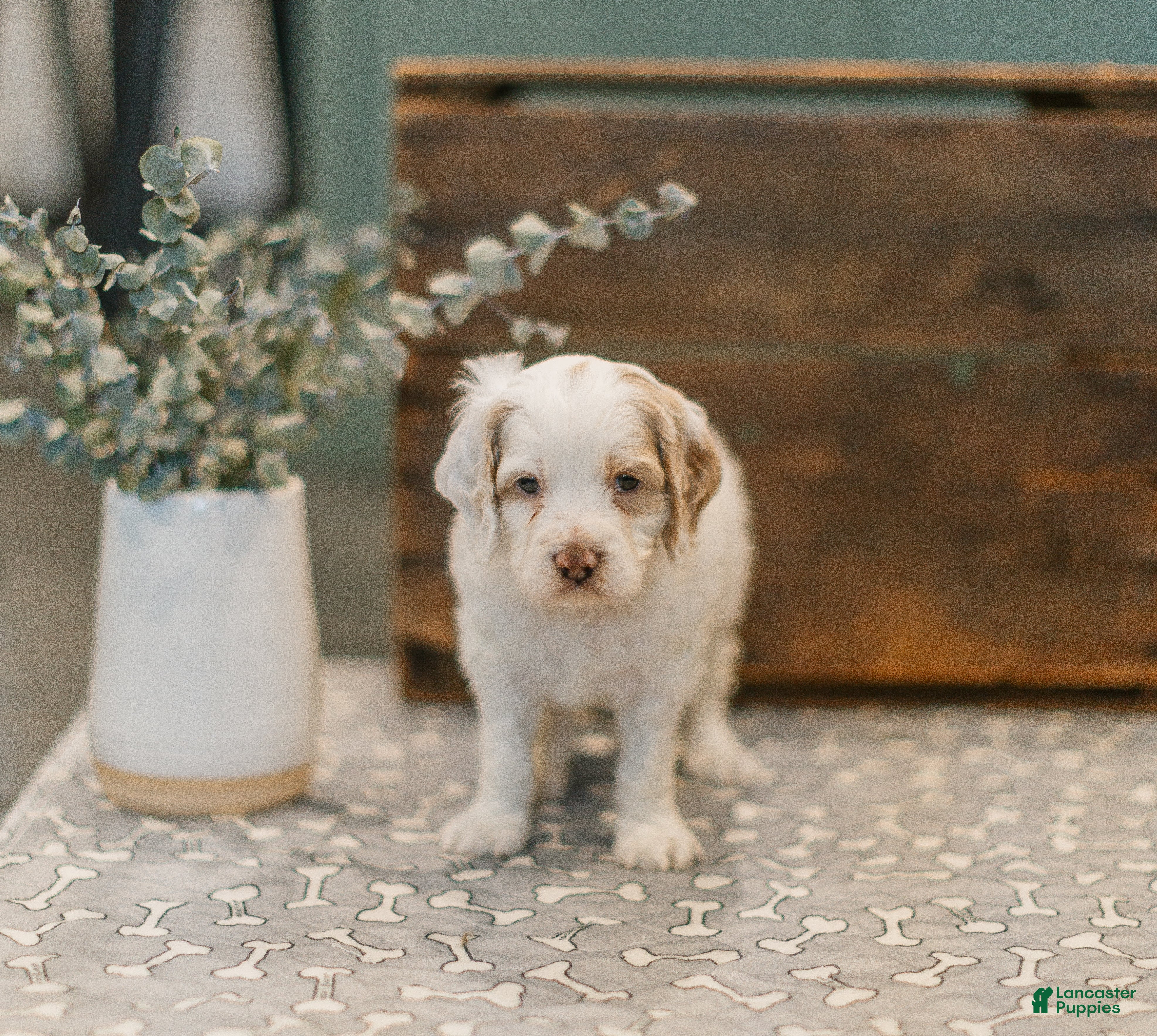 Cockapoo dogs for sale: Goliath  - Ad 3