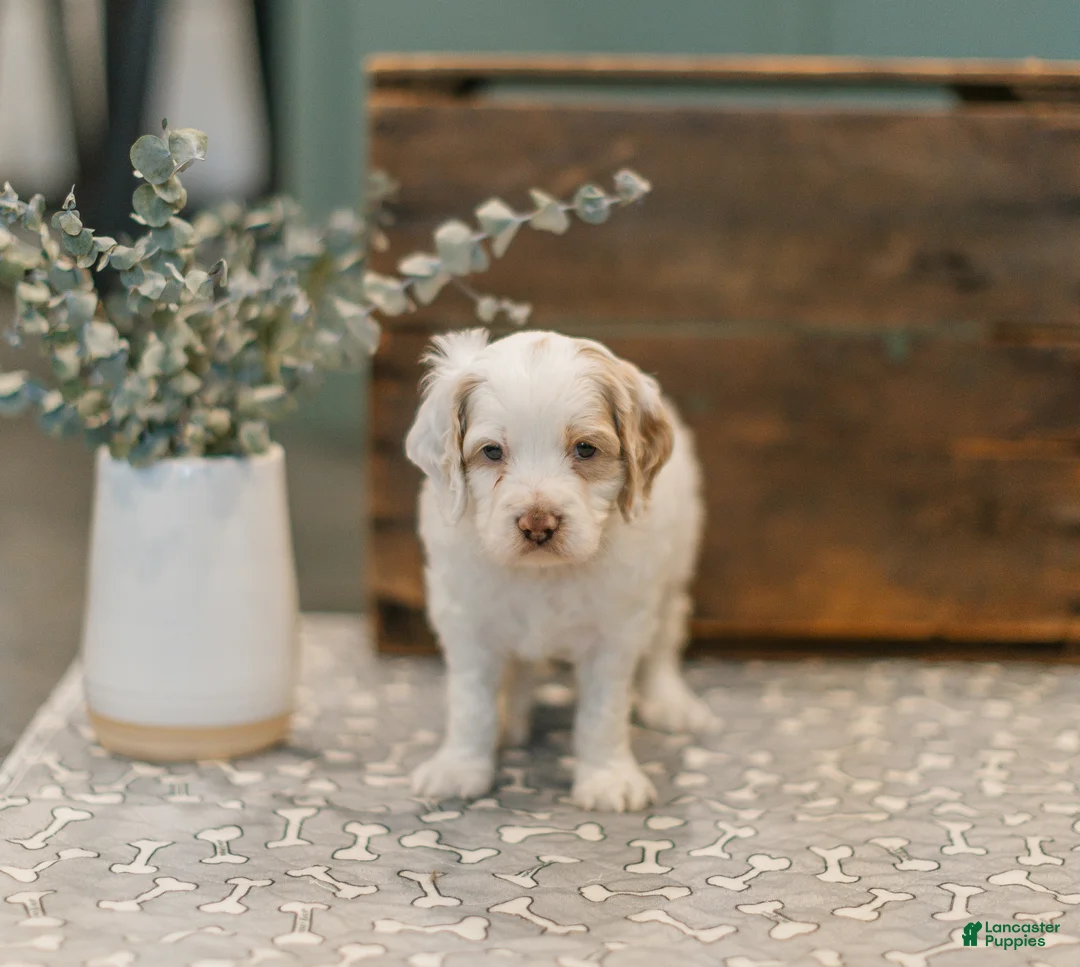 Cockapoo dogs for sale: Goliath  - Ad 1