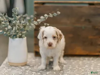 Cockapoo dogs for sale: Goliath - Ad 3