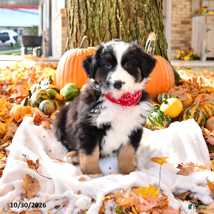 Australian Shepherd dogs for sale: Ruger - Ad 2