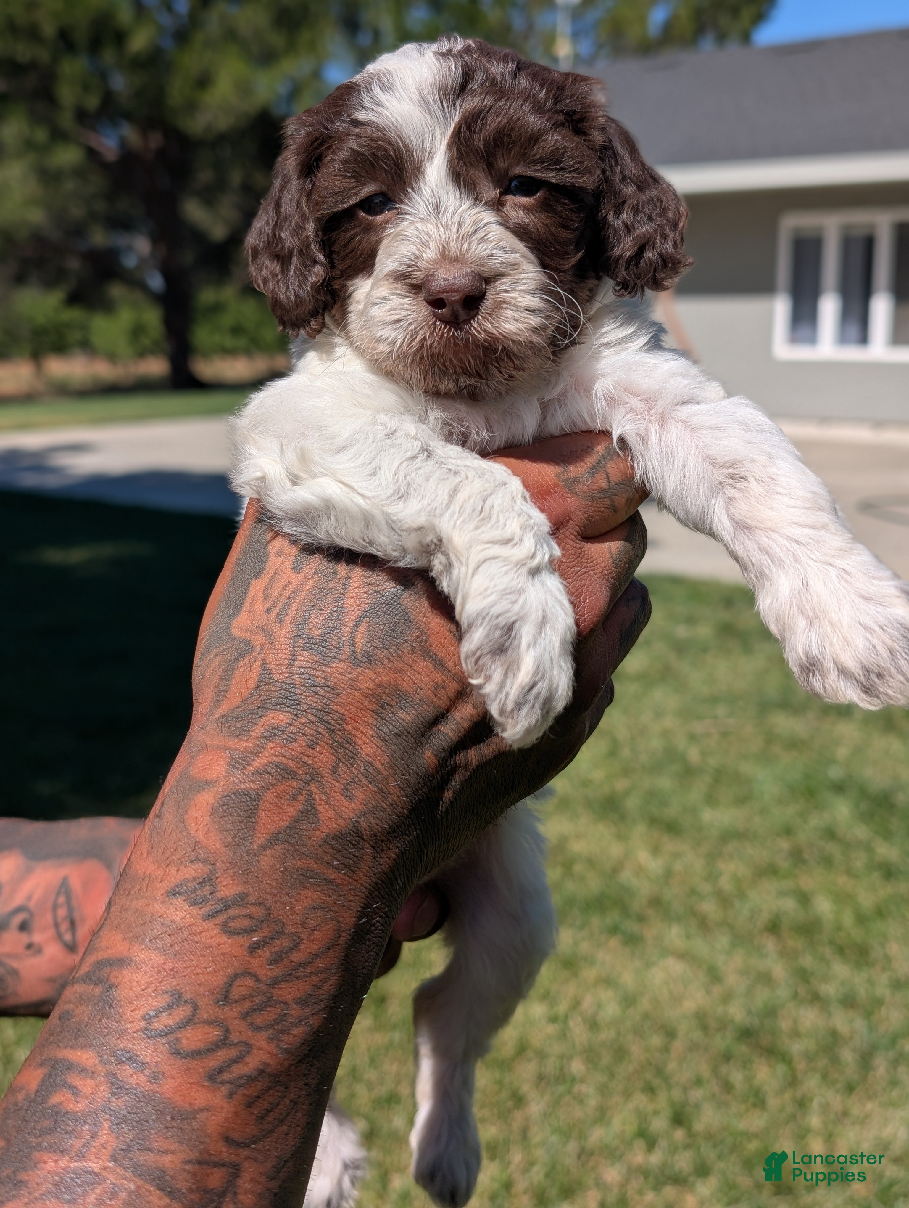 Mixed Breed dogs NOVA - Ad 1