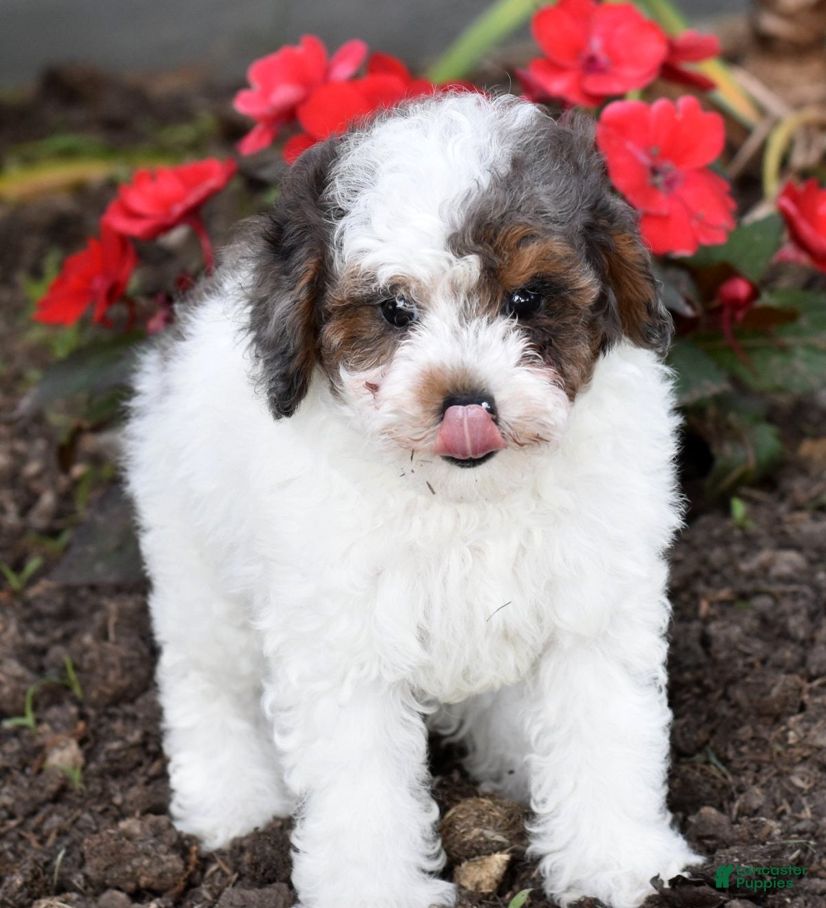 Miniature Poodle dogs for sale: Denver - Ad 9