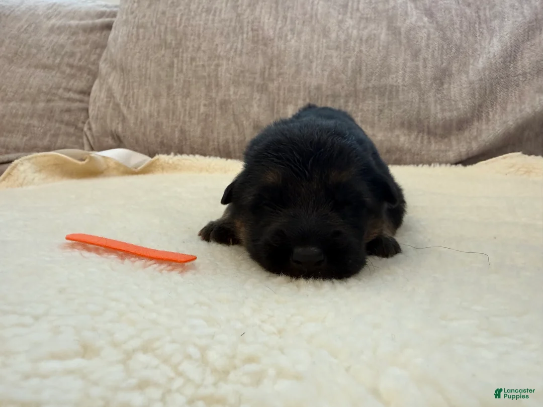 German Shepherd dogs for sale: Orange Boy  - Ad 2
