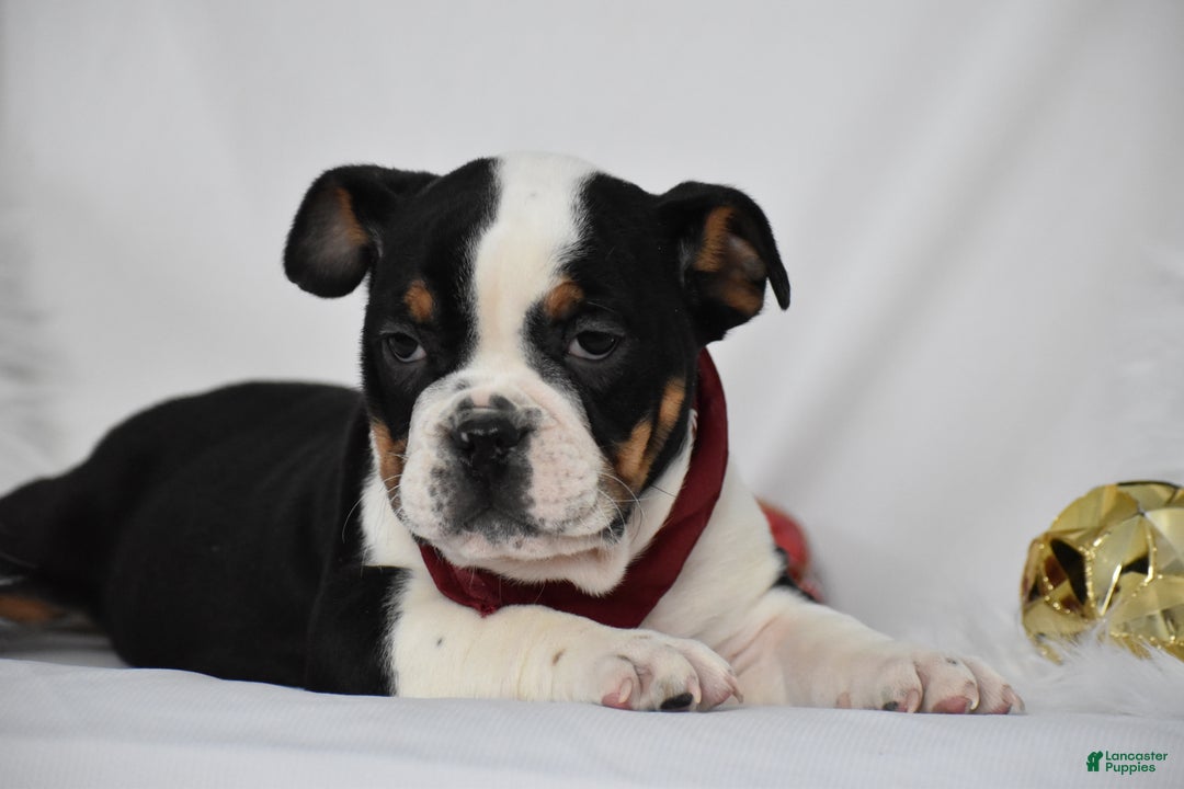 Mixed Breed dogs for sale: Tyson - Ad 3