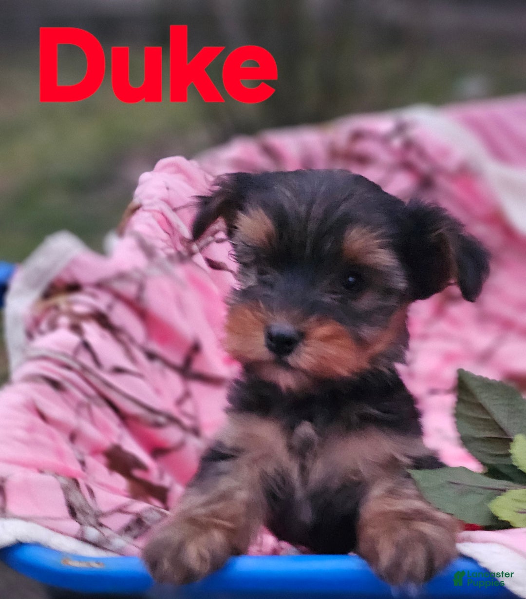 Morkie dogs for sale: Duke - Ad 2