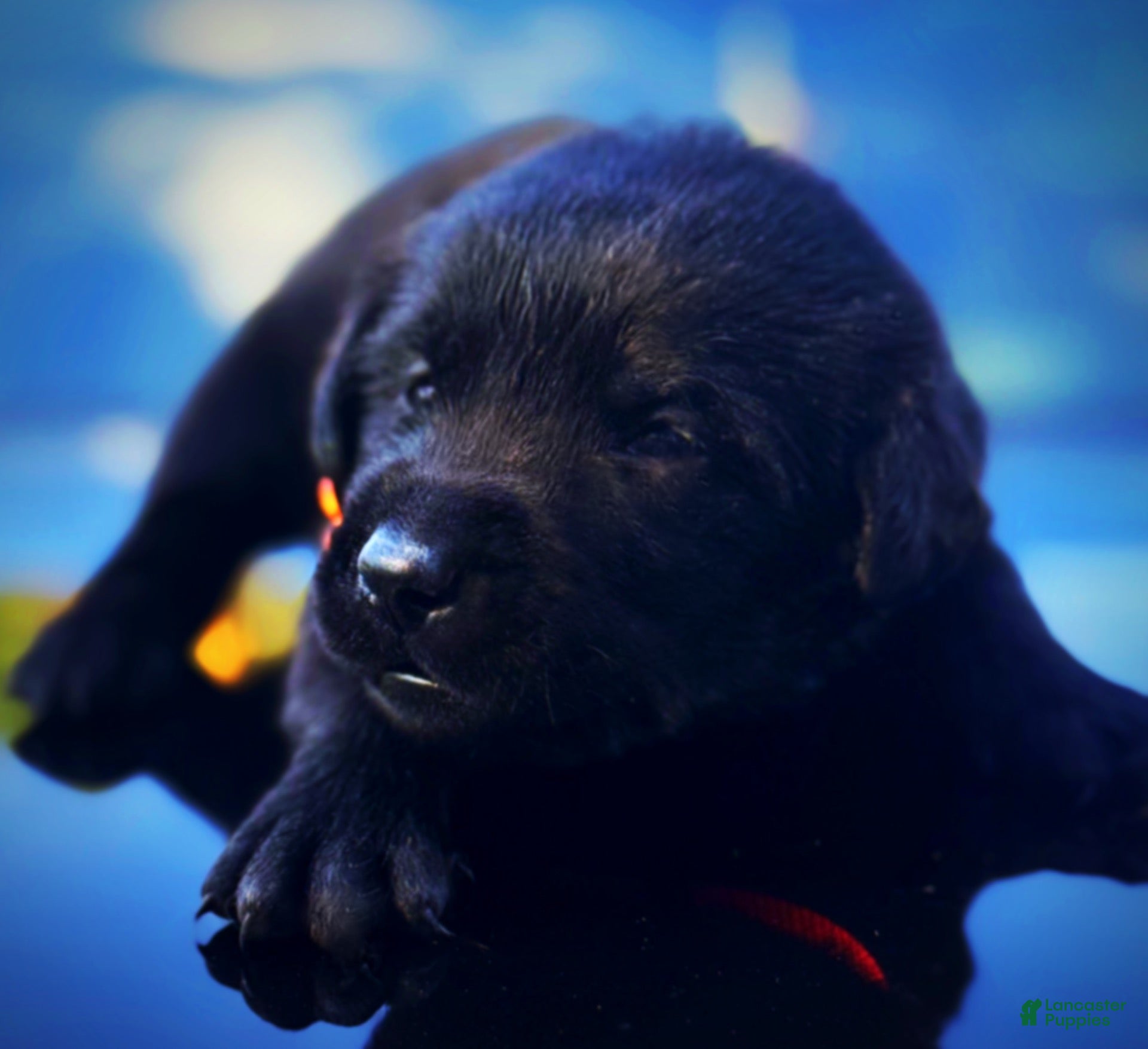 Labrador Retriever dogs Labrador Retriever 1 - Ad 2