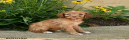 Cavapoo dogs for sale: Tilly - Ad 2