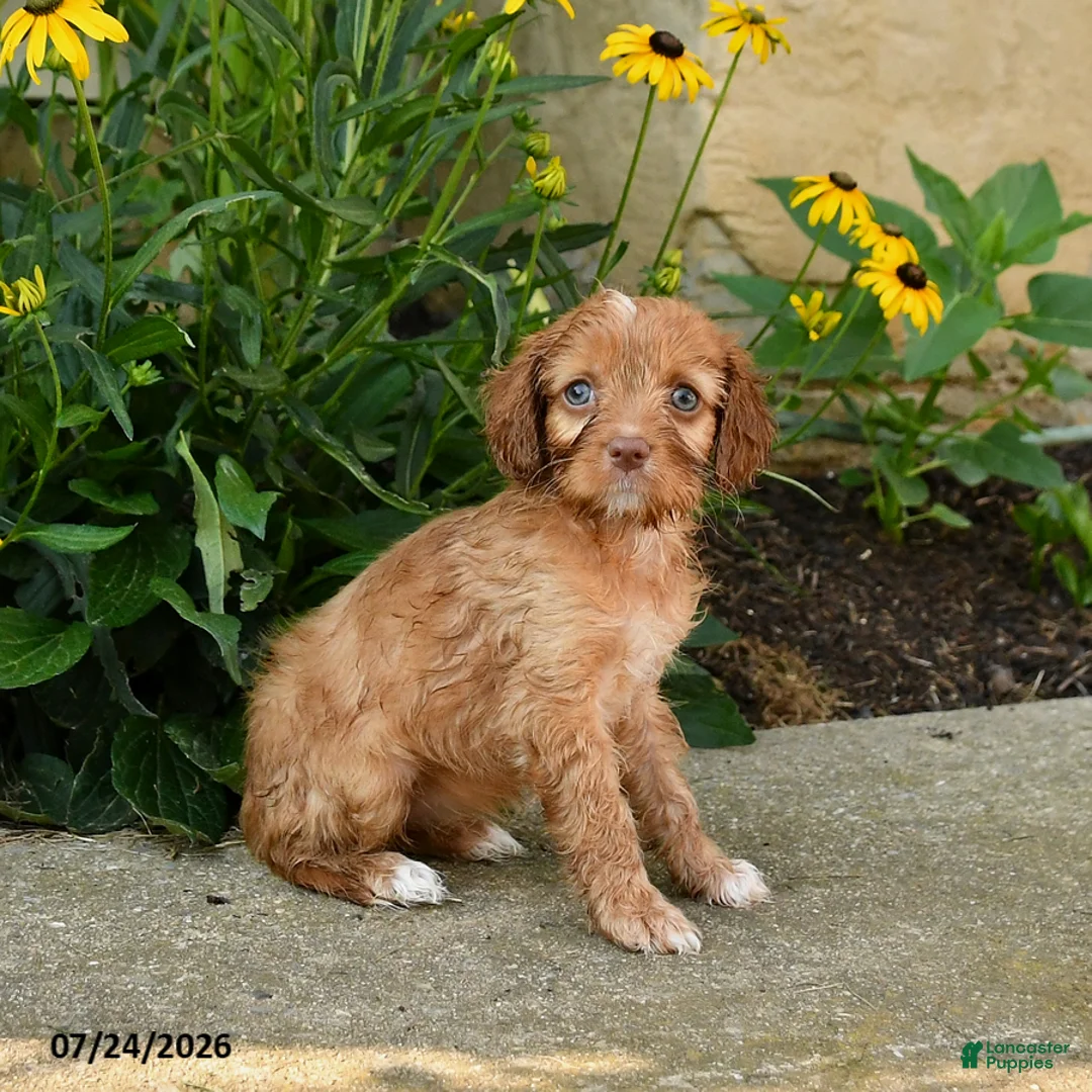 Cavapoo dogs for sale: Tilly - Ad 2