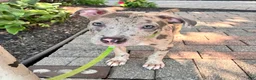 Mixed Breed dogs for sale: Mixed Breed 2 - Ad 4