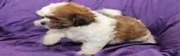 Shihpoo dogs for sale: Scout - Ad 5