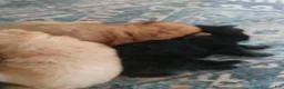Chow Chow dogs for sale: Red female  - Ad 3