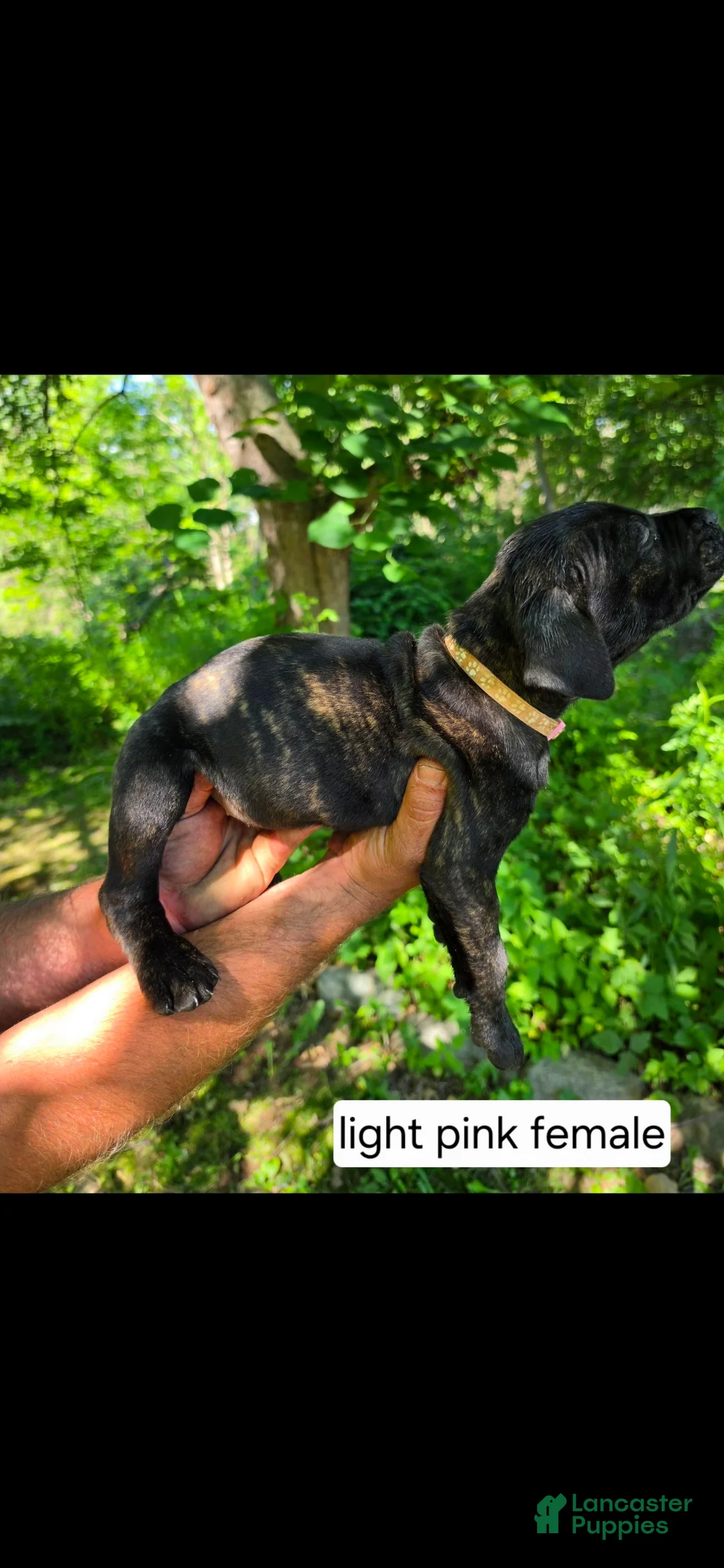 Mixed Breed dogs for sale: Light pink female - Ad 2