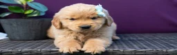 Golden Retriever dogs for sale: Spencer - Ad 7