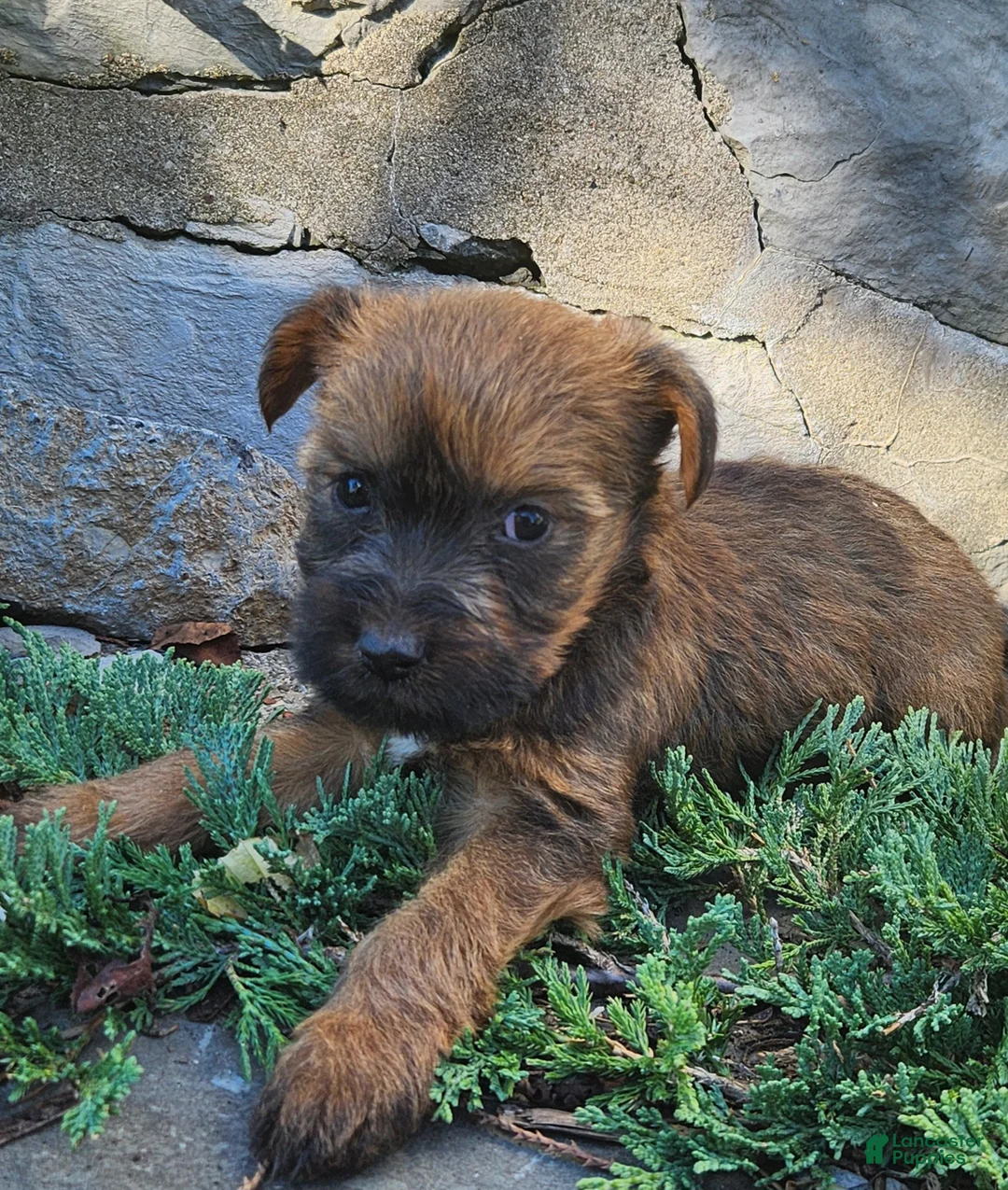 Mixed Breed dogs for sale: Bonnie - Ad 3