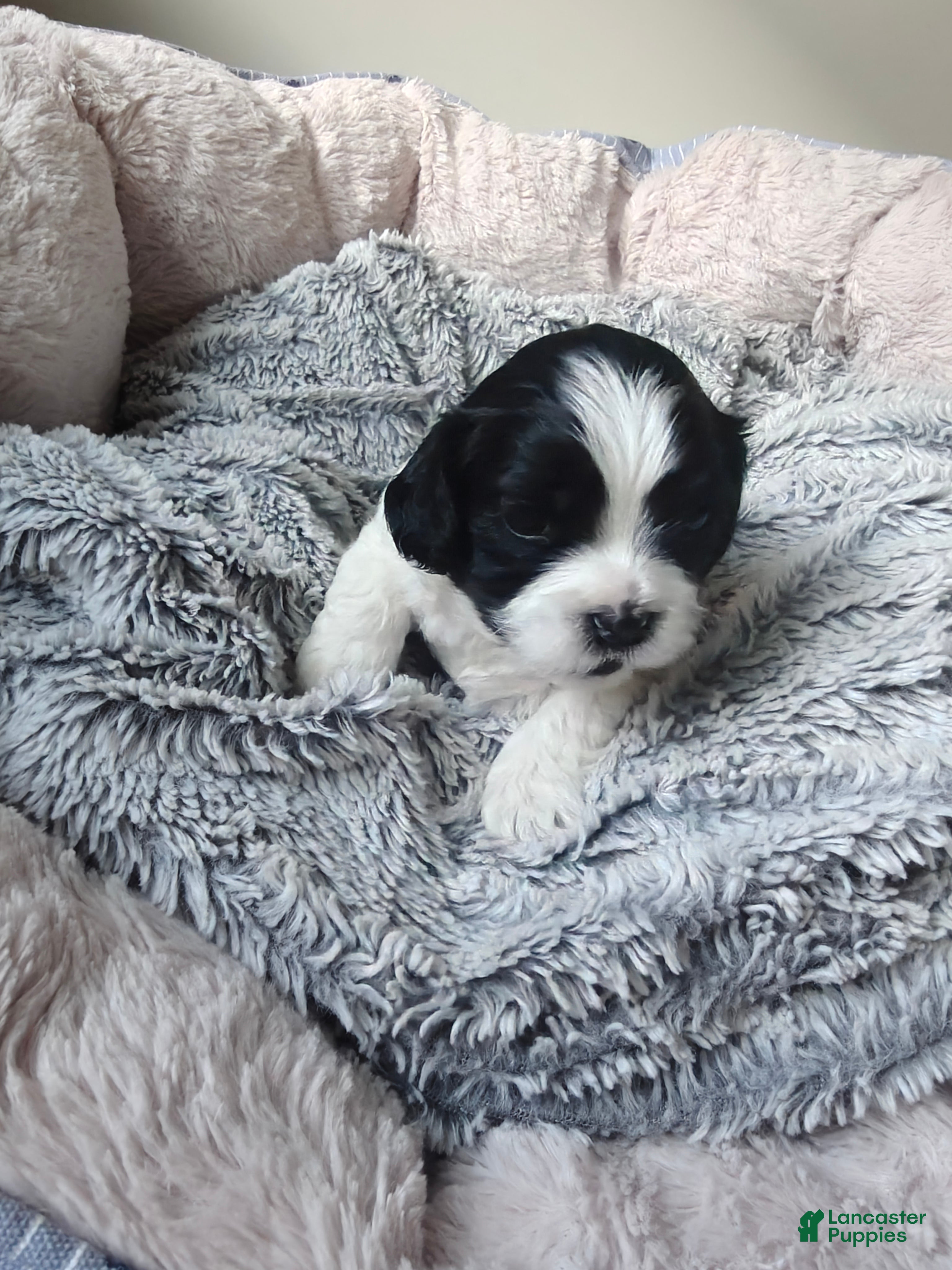 Mixed Breed dogs for sale: Chungus - Ad 2