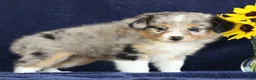 Mixed Breed dogs for sale: Connie - Ad 2