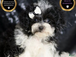 Maltipoo dogs - Ad 12
