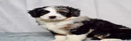 Bernedoodle dogs for sale: Waldo - Ad 6