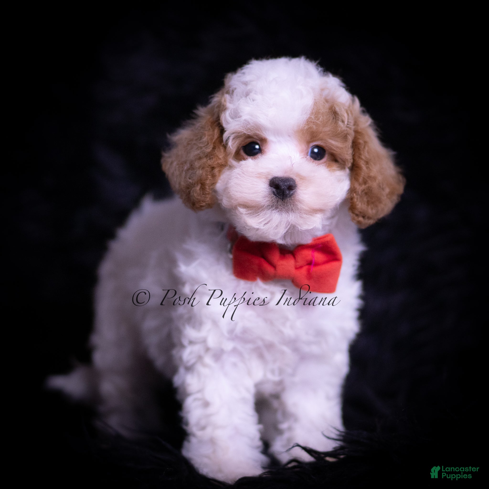 Maltipoo dogs Gio F1B - Ad 38