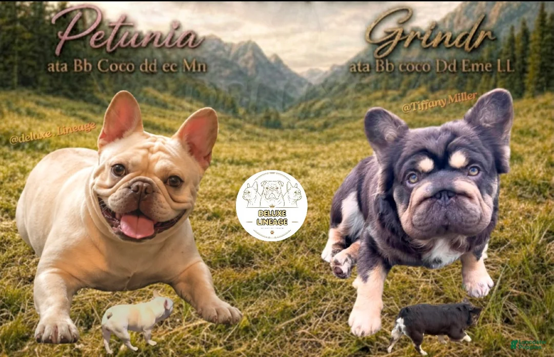 French Bulldog dogs for sale: Mali - Ad 8