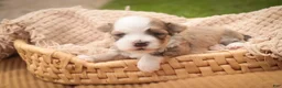 Havanese dogs for sale: Webster Havanese  - Ad 5