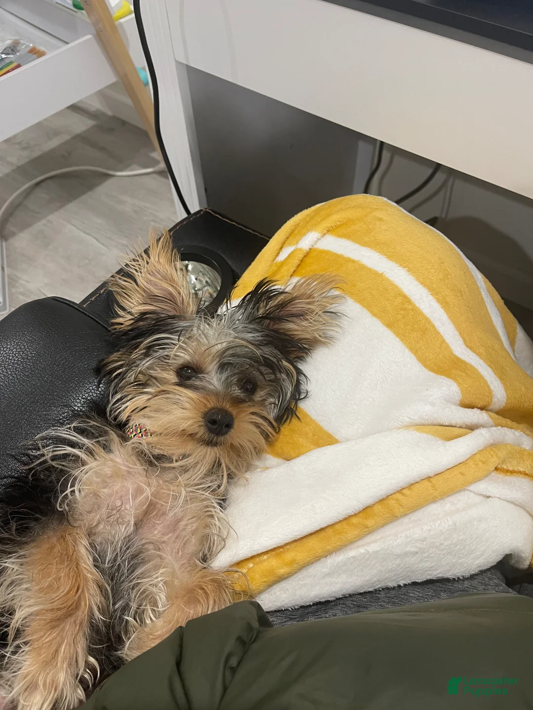 Yorkshire Terrier dogs for sale: Yorkshire Terrier Puppy 1 - Ad 1