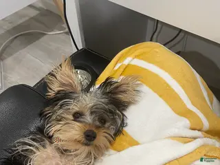 Yorkshire Terrier dogs Yorkshire Terrier Puppy 1 - Ad 36